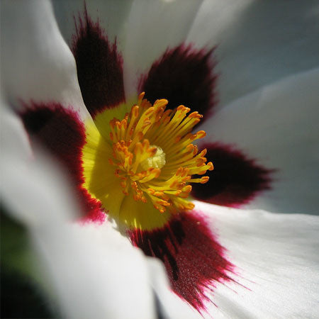 Labdanum (Cistus/Rock Rose) Organic Essential Oil