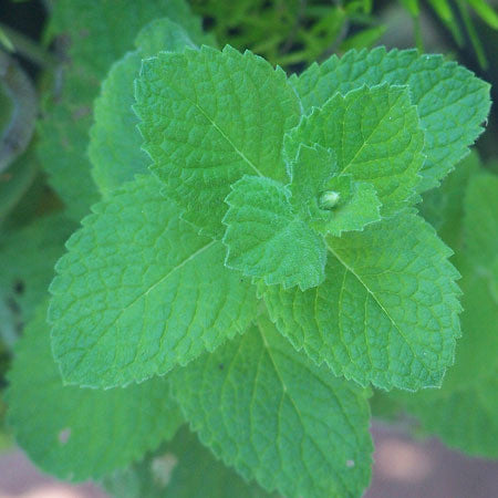 Peppermint Essential Oil, Wholesale Oils