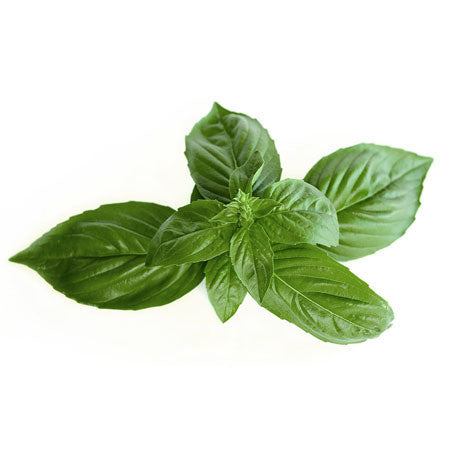 Basil Sweet (Linalool) Essential Oil, Org