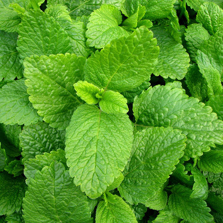 Melissa (Lemon Balm) Hydrosol – Organic Infusions